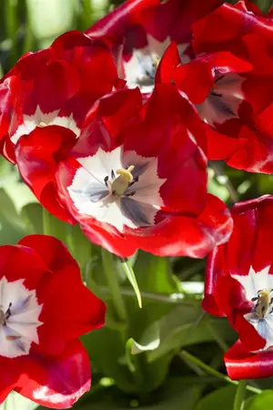 Tulipa 'Don Quichotte' - flower bulb 12/+ - image 4