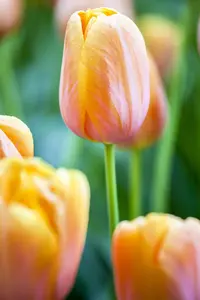 Tulipa 'Dordogne' - flower bulb 12/+ - image 4