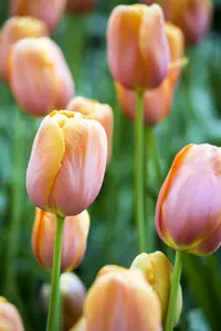 Tulipa 'Dordogne' - flower bulb 12/+ - image 2