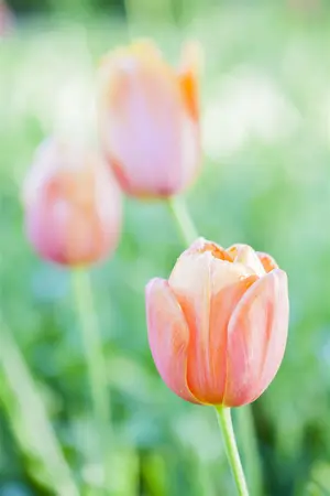 Tulipa 'Dordogne' - flower bulb 12/+ - image 3