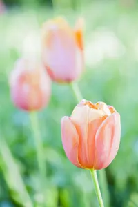 Tulipa 'Dordogne' - flower bulb 12/+ - image 3