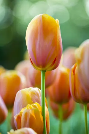 Tulipa 'Dordogne' - flower bulb 12/+ - image 4