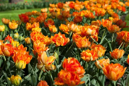 Tulipa 'Double Focus' - flower bulb 12/+