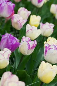 Tulipa 'Double Shirly' - flower bulb 12/+ - image 4