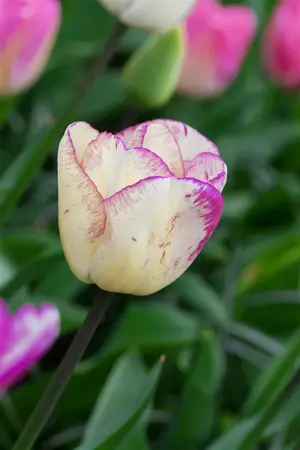 Tulipa 'Double Shirly' - flower bulb 12/+ - image 2