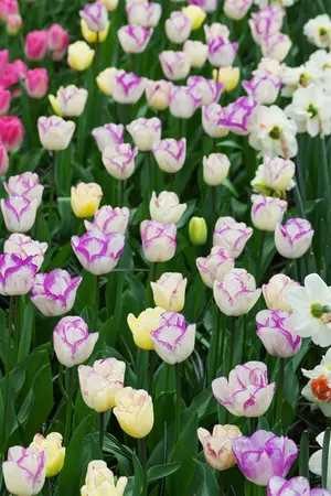 Tulipa 'Double Shirly' - flower bulb 12/+ - image 4