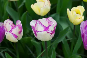 Tulipa 'Double Shirly' - flower bulb 12/+ - image 3