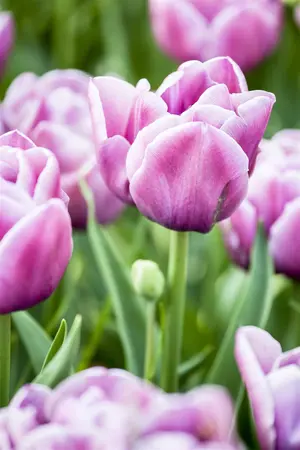 Tulipa 'Double You'? - flower bulb 12/+ - image 1