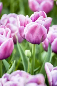 Tulipa 'Double You'? - flower bulb 12/+ - image 4