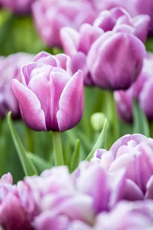 Tulipa 'Double You'? - flower bulb 12/+ - image 2