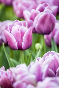 Tulipa 'Double You'? - flower bulb 12/+ - image 2