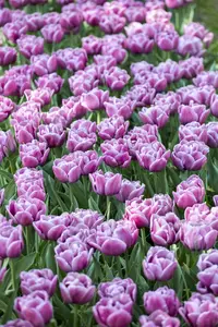 Tulipa 'Double You'? - flower bulb 12/+ - image 3