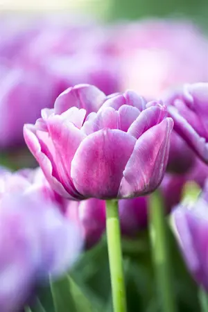 Tulipa 'Double You'? - flower bulb 12/+ - image 4