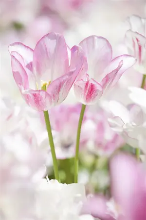 Tulipa 'Dream Club' - flower bulb 12/+ - image 1