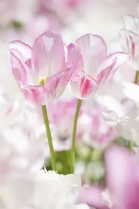 Tulipa 'Dream Club' - flower bulb 12/+ - image 1