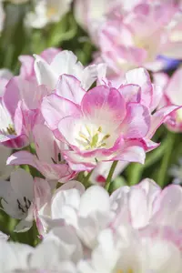 Tulipa 'Dream Club' - flower bulb 12/+ - image 2
