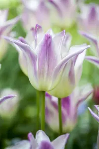 Tulipa 'Elegant Lady' - flower bulb 12/+