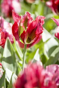 Tulipa 'Esperanto' - flower bulb 12/+ - image 2