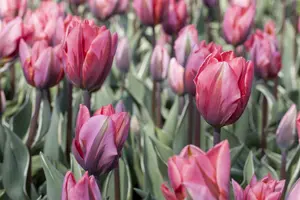 Tulipa 'Esperanto' - flower bulb 12/+ - image 2