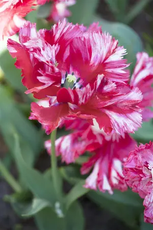 Tulipa 'Estella Rijnveld' - flower bulb 12/+ - image 1