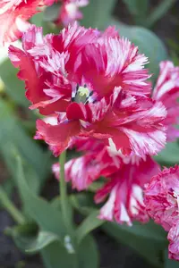 Tulipa 'Estella Rijnveld' - flower bulb 12/+ - image 5