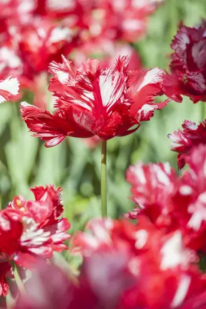 Tulipa 'Estella Rijnveld' - flower bulb 12/+ - image 2