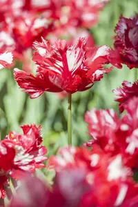 Tulipa 'Estella Rijnveld' - flower bulb 12/+ - image 2