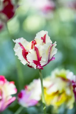 Tulipa 'Estella Rijnveld' - flower bulb 12/+ - image 4