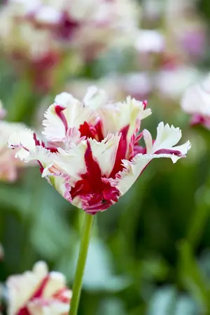 Tulipa 'Estella Rijnveld' - flower bulb 12/+ - image 5