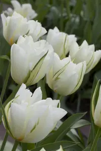 Tulipa 'Exotic Emperor' - flower bulb 12/+ - image 5