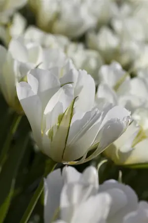 Tulipa 'Exotic Emperor' - flower bulb 12/+ - image 3