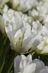 Tulipa 'Exotic Emperor' - flower bulb 12/+ - image 3