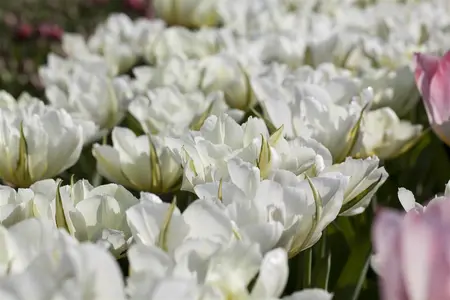 Tulipa 'Exotic Emperor' - flower bulb 12/+ - image 2