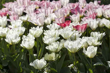 Tulipa 'Exotic Emperor' - flower bulb 12/+ - image 4