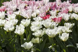 Tulipa 'Exotic Emperor' - flower bulb 12/+ - image 4