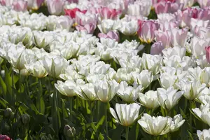 Tulipa 'Exotic Emperor' - flower bulb 12/+ - image 5