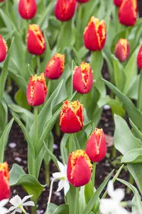 Tulipa 'Fabio' - flower bulb 12/+ - image 2