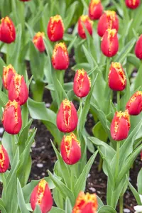 Tulipa 'Fabio' - flower bulb 12/+ - image 2