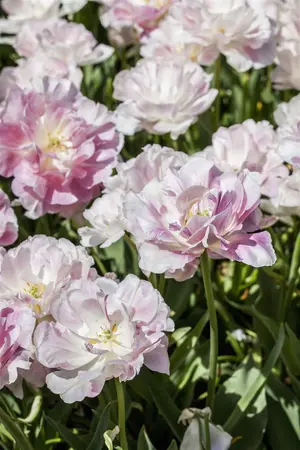 Tulipa 'Finola' - flower bulb 12/+ - image 1