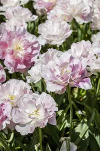 Tulipa 'Finola' - flower bulb 12/+ - image 4