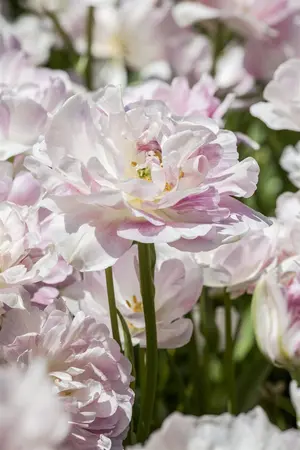 Tulipa 'Finola' - flower bulb 12/+ - image 2