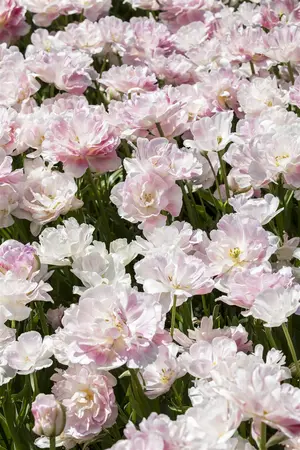 Tulipa 'Finola' - flower bulb 12/+ - image 3