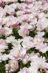 Tulipa 'Finola' - flower bulb 12/+ - image 3
