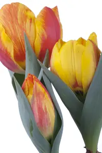 Tulipa 'Flair' - flower bulb 12/+ - image 4