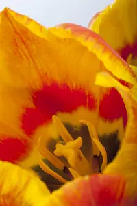 Tulipa 'Flair' - flower bulb 12/+ - image 2