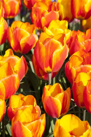 Tulipa 'Flair' - flower bulb 12/+ - image 3