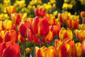 Tulipa 'Flair' - flower bulb 12/+ - image 4