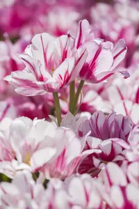 Tulipa 'Flaming Club' - flower bulb 12/+ - image 2