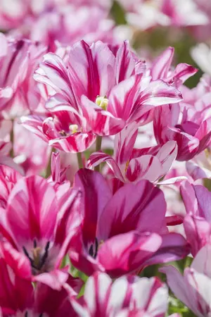 Tulipa 'Flaming Club' - flower bulb 12/+ - image 2