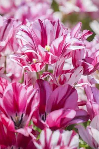 Tulipa 'Flaming Club' - flower bulb 12/+ - image 2